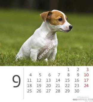 Kalendarz ścienny 2017 Mini Puppies S89-17 HELMA