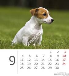 Kalendarz ścienny 2017 Mini Puppies S89-17 HELMA