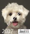 Kalendarz ścienny 2017 Mini Puppies S89-17 HELMA - 2