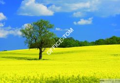 Kalendarz trójdzielny (H)T-106T-01 Michalczyk i Prokop