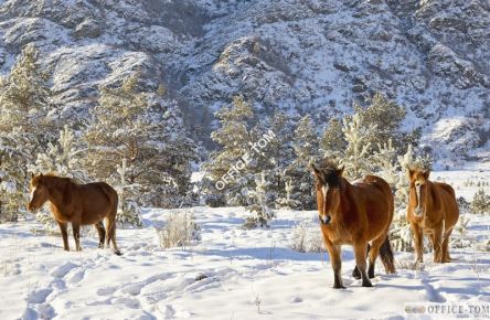 Kalendarz A4 2017 Konie N554-17 HELMA