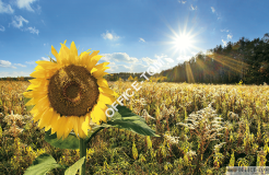 Kalendarz trójdzielny T-105T-07 SŁONECZ. Michalczyk i Prokop