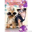 Zeszyt okładka laminowana A5, 16k., krata Fashion Dogs ST.MAJEWSKI - 3