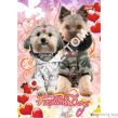 Zeszyt okładka laminowana A5, 16k., krata Fashion Dogs ST.MAJEWSKI - 6