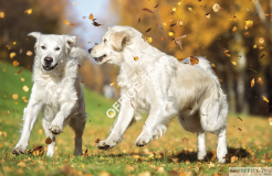 Kalendarz trójdzielny T-105T-09 PSY Michalczyk i Prokop