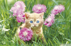 Kalendarz trójdzielny T-105T-10 KOT Michalczyk i Prokop